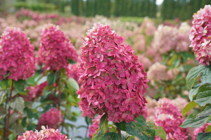 Hydrangea paniculata "Limelight Prime"