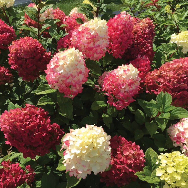 Hydrangea paniculata "Little Lime Punch"