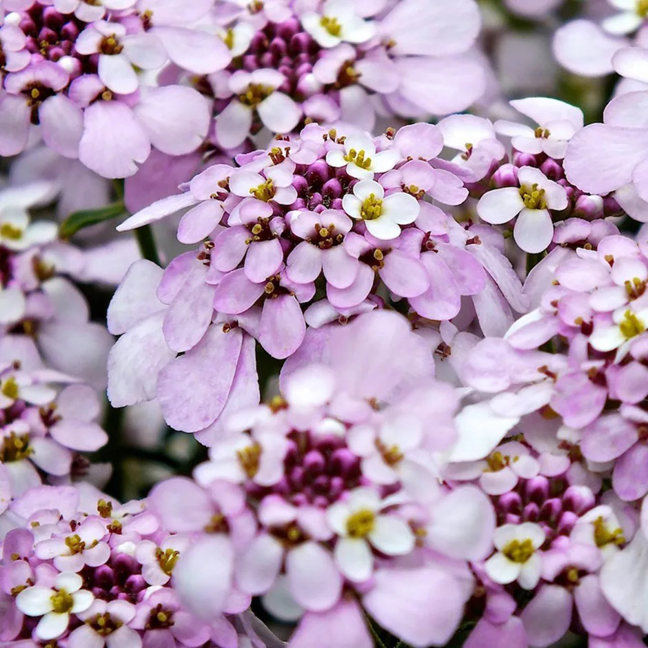 Iberis "Pink Ice"