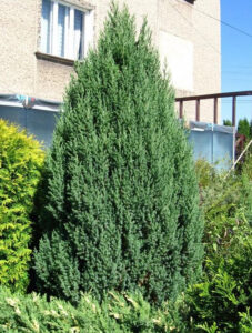 Juniperus chinensis "Stricta"