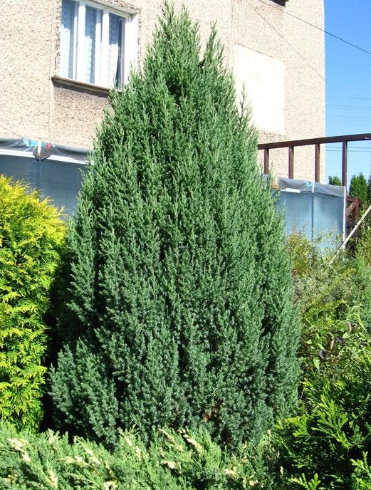 Juniperus chinensis "Stricta"