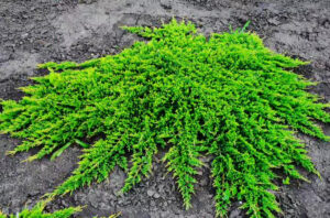 Juniperus horizontalis "Prince of Wales"