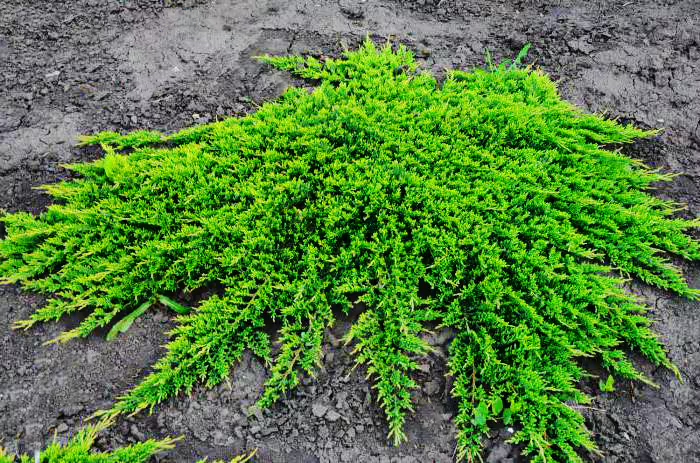 Juniperus horizontalis "Prince of Wales"