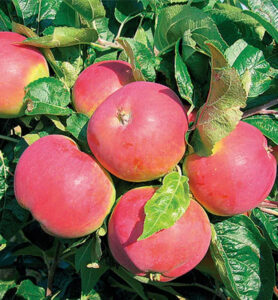 Malus domestica "Ametist"