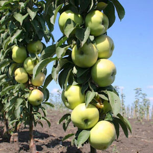 Malus domestica "President"