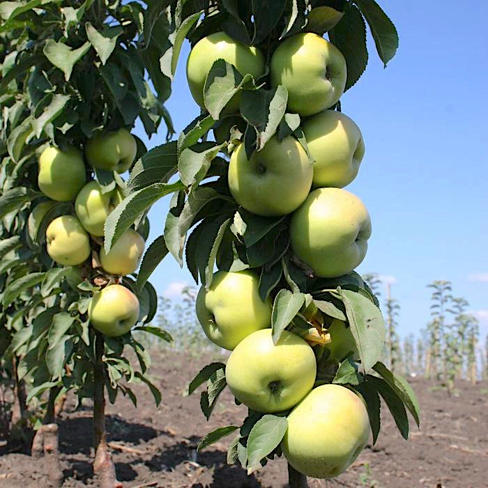 Яблоня домашняя "President" (Malus domestica "President")