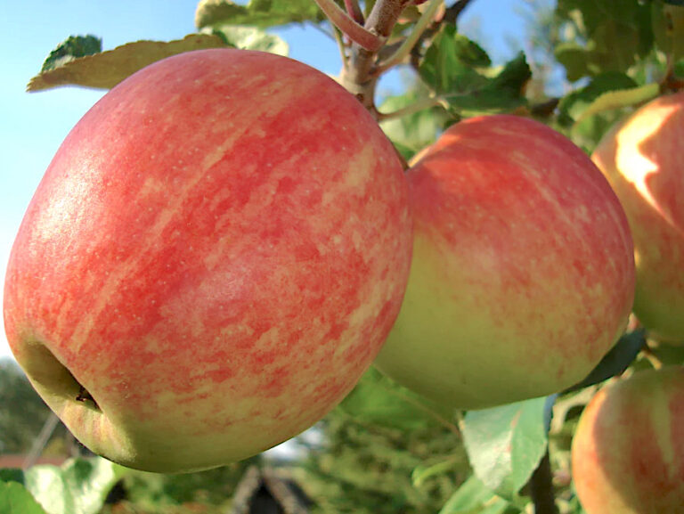 Malus domestica "Tiina"