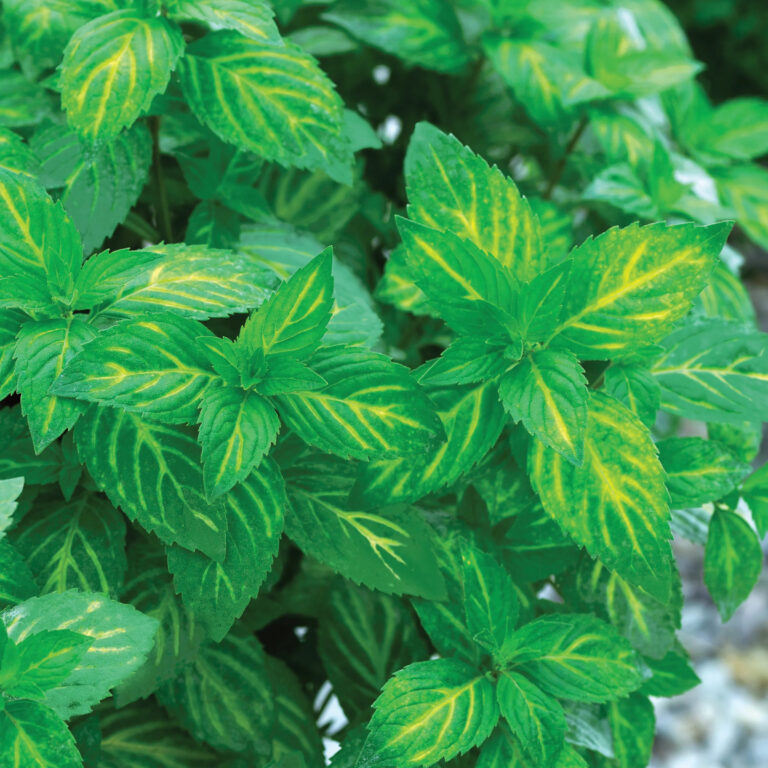 Mentha gracilis "Gingermint"