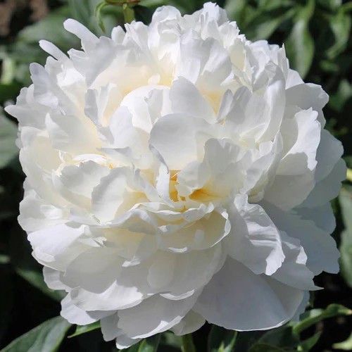 Paeonia lactiflora "White Double"