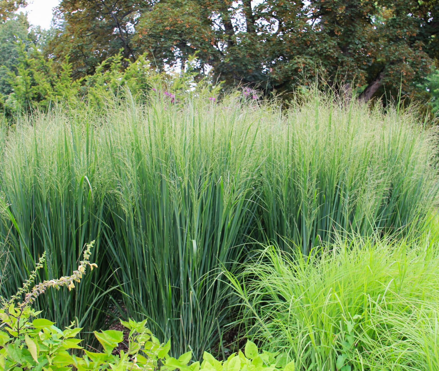 Panicum virgatum "Northwind"