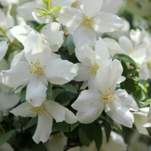 Philadelphus "Dame Blanche"