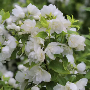 Philadelphus "Manteau d'Hermine"