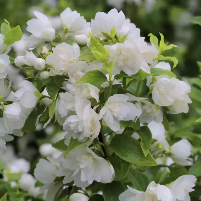 Philadelphus "Manteau d'Hermine"