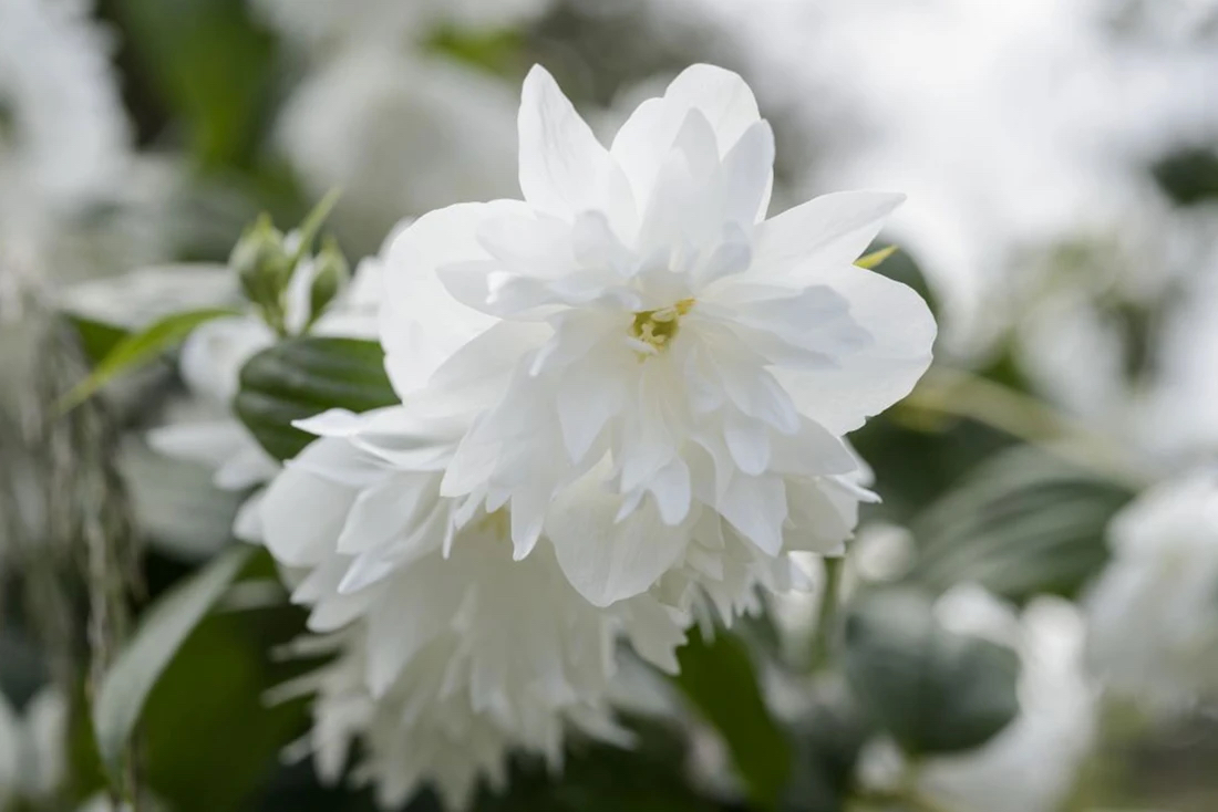 Philadelphus "Minnesota Snowflake"