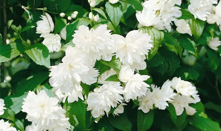 Philadelphus "Schneesturm"
