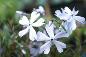 Phlox subulata "Oakington Blue Eyes"