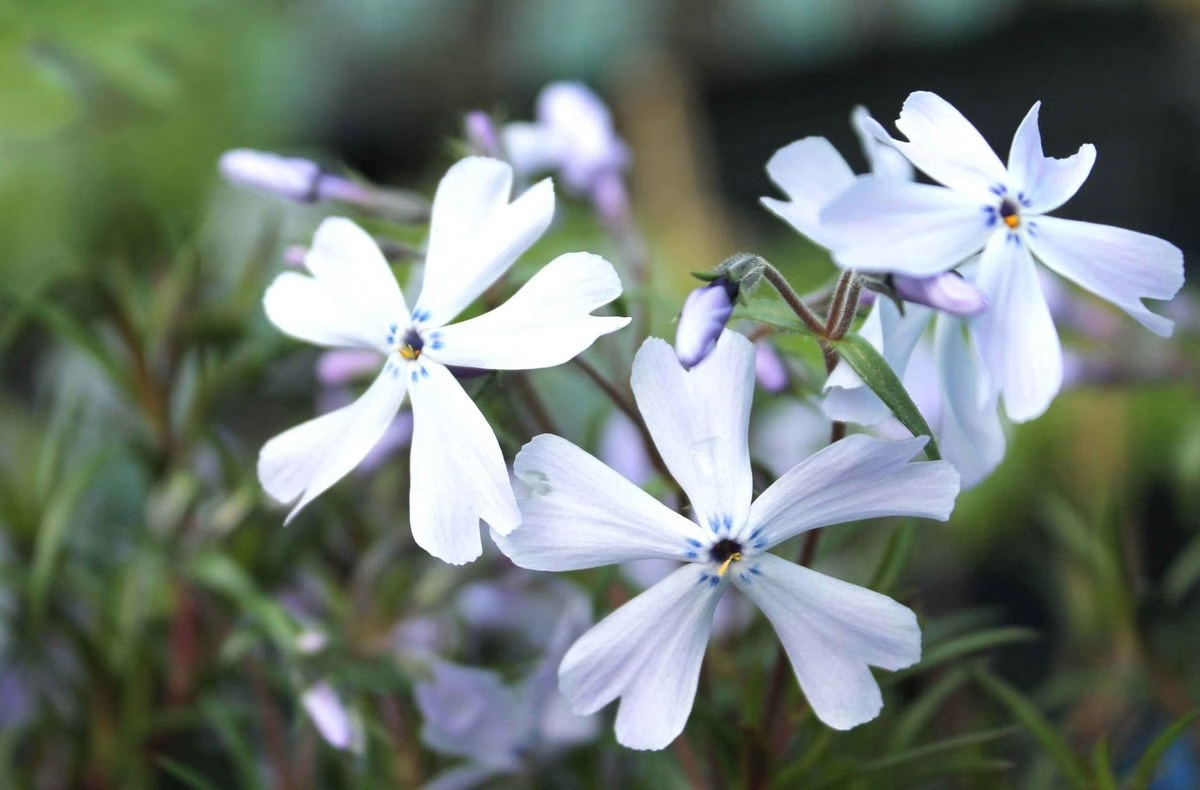 Phlox subulata "Oakington Blue Eyes"