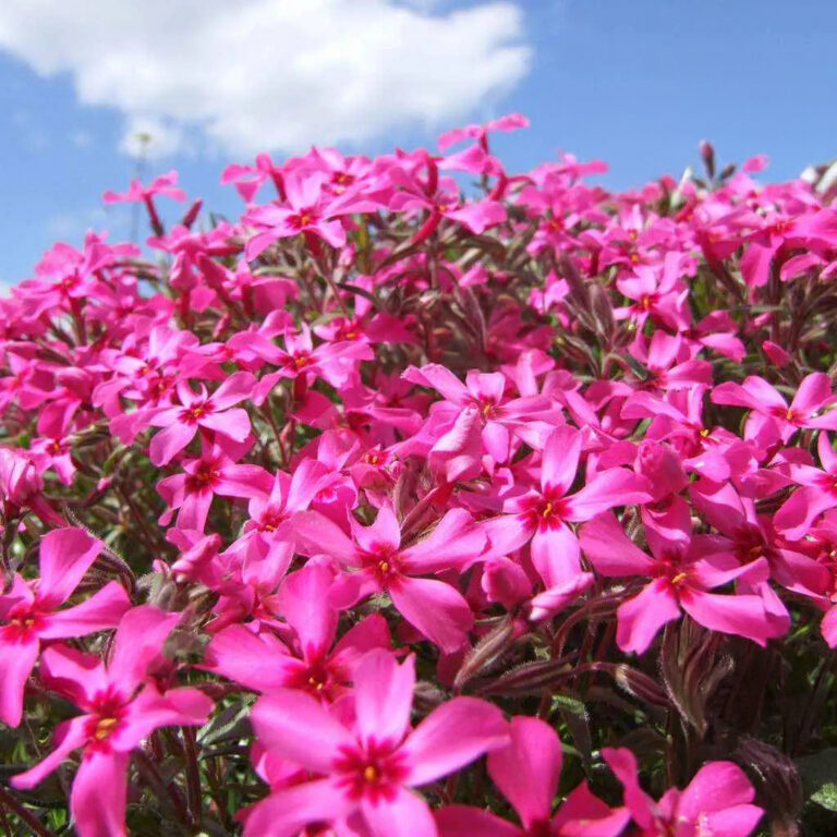 Phlox subulata "Red Wings"