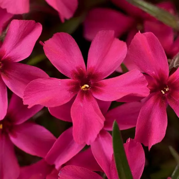 Phlox subulata "Scarlet Flame"