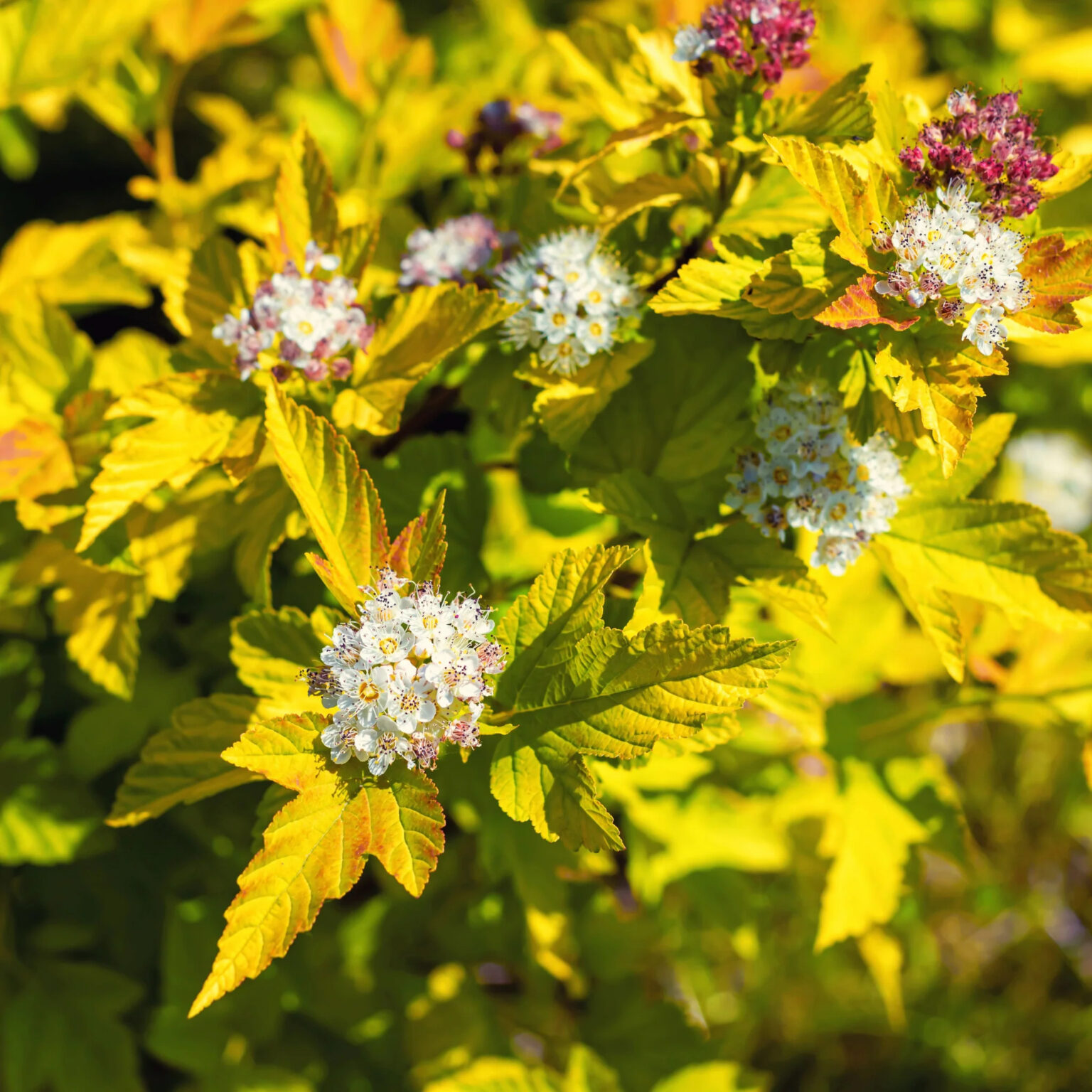 Physocarpus opulifolius "Darts Gold"