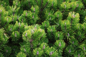 Pinus mugo var pumilio