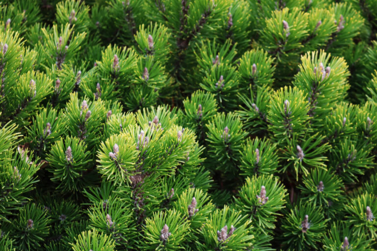 Pinus mugo var. pumilio
