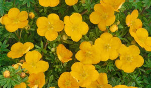 Potentilla fruticosa "Tangerine"