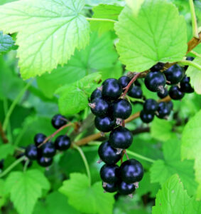 Ribes nigrum "Katjusha"