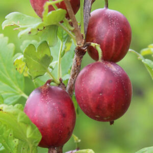 Ribes uva crispa "Hinnonmäki Red"