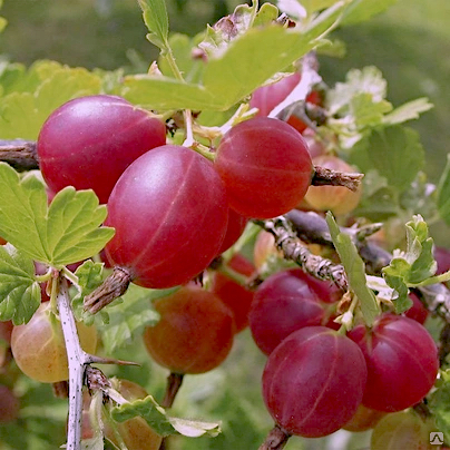 Ribes uva-crispa "Krasnoslavyanskii"