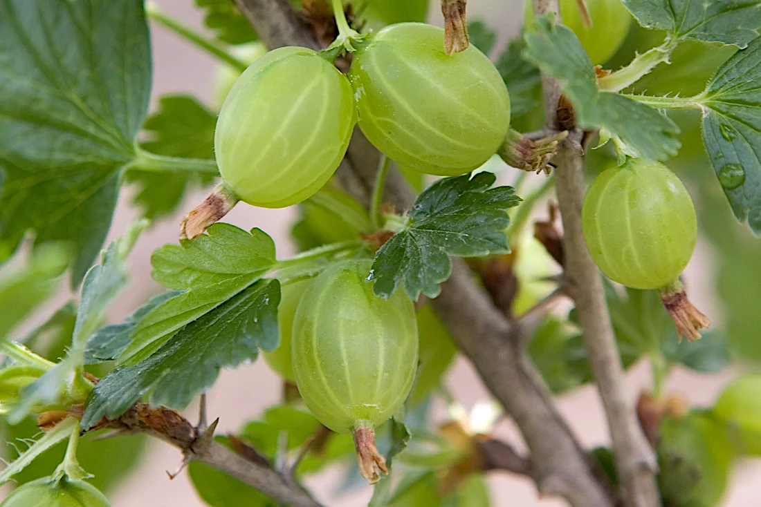 Ribes uva-crispa "Maija"