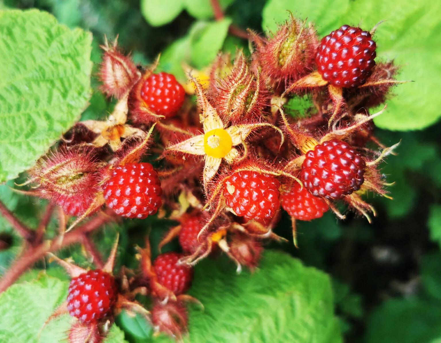 Rubus Phoenicolasius