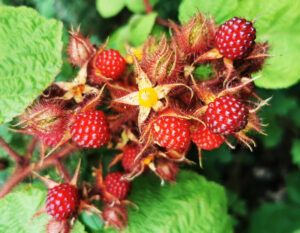 Rubus Phoenicolasius
