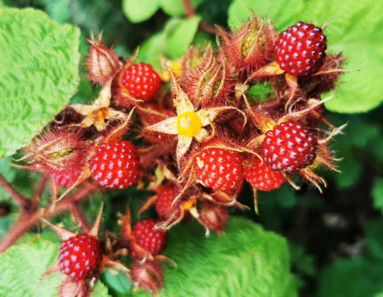 Rubus Phoenicolasius