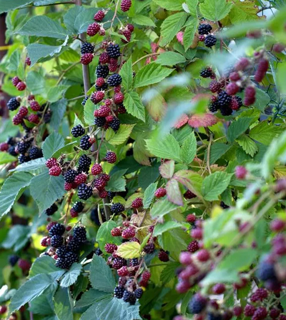 Rubus fruticosus "Thornless Evergreen"
