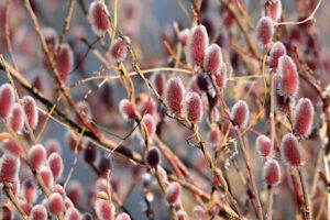 Salix gracilistyla "Mount Aso"