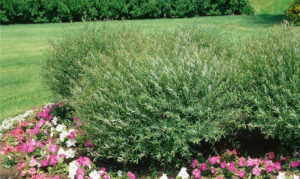 Salix purpurea "Pendula"