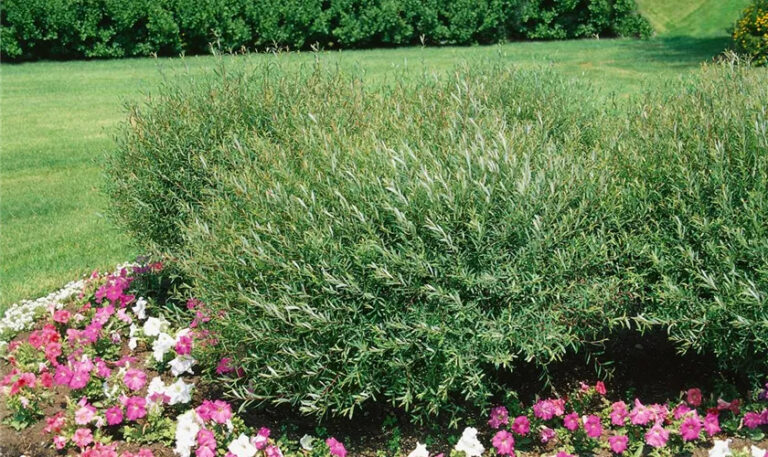 Salix purpurea "Pendula"