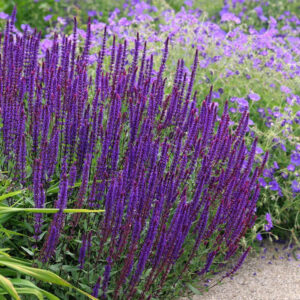 Salvia nemorosa "Caradonna"