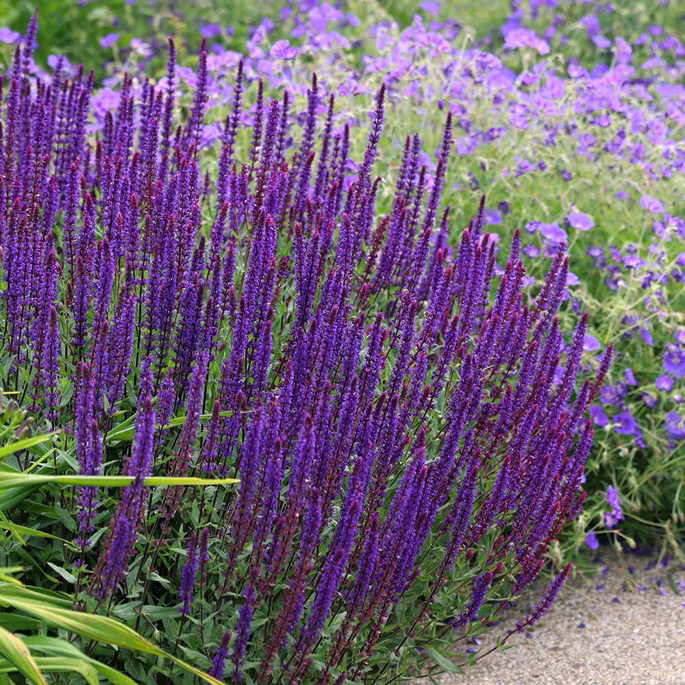 Salvia nemorosa "Caradonna"