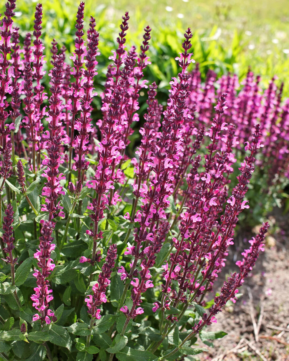 Salvia nemorosa "Pink Beauty"