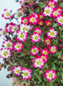 Saxifraga "Marto Picotee Red"