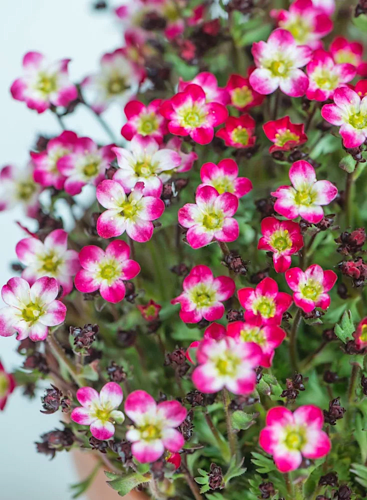 Saxifraga arendsii "Marto Picotee Red"