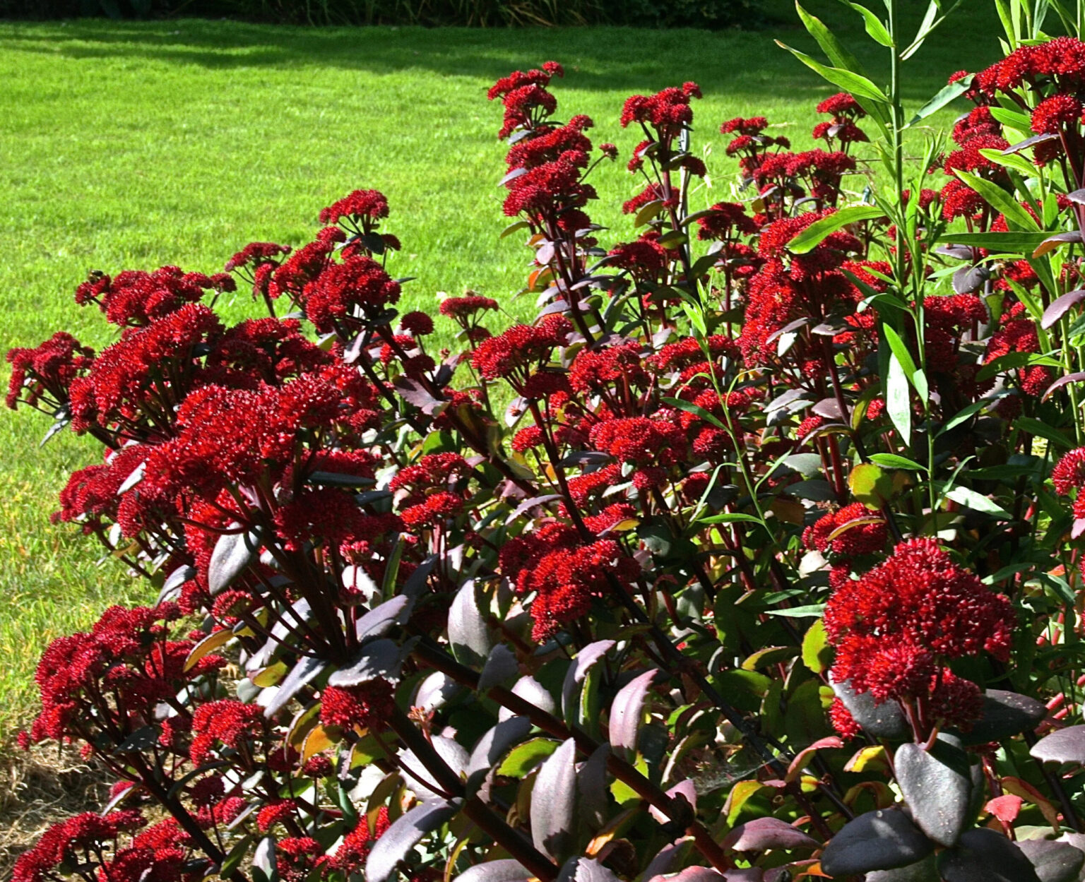 Sedum "Red Cauli"