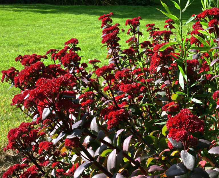 Sedum "Red Cauli"