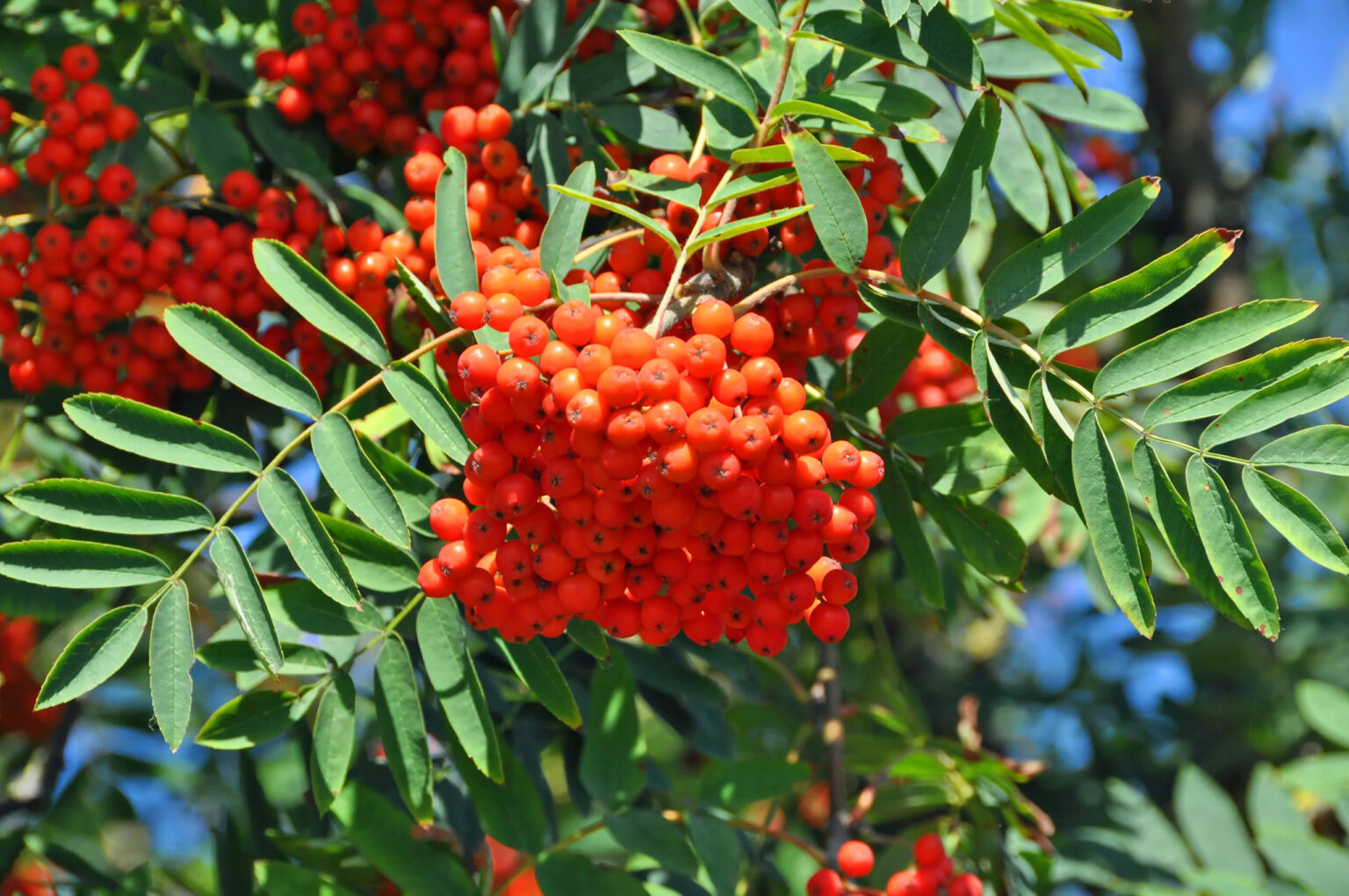 Harilik pihlakas (Sorbus aucuparia)