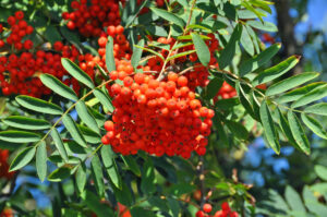 Harilik pihlakas (Sorbus aucuparia)