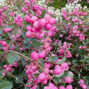 Snowberry "Magic Berry"