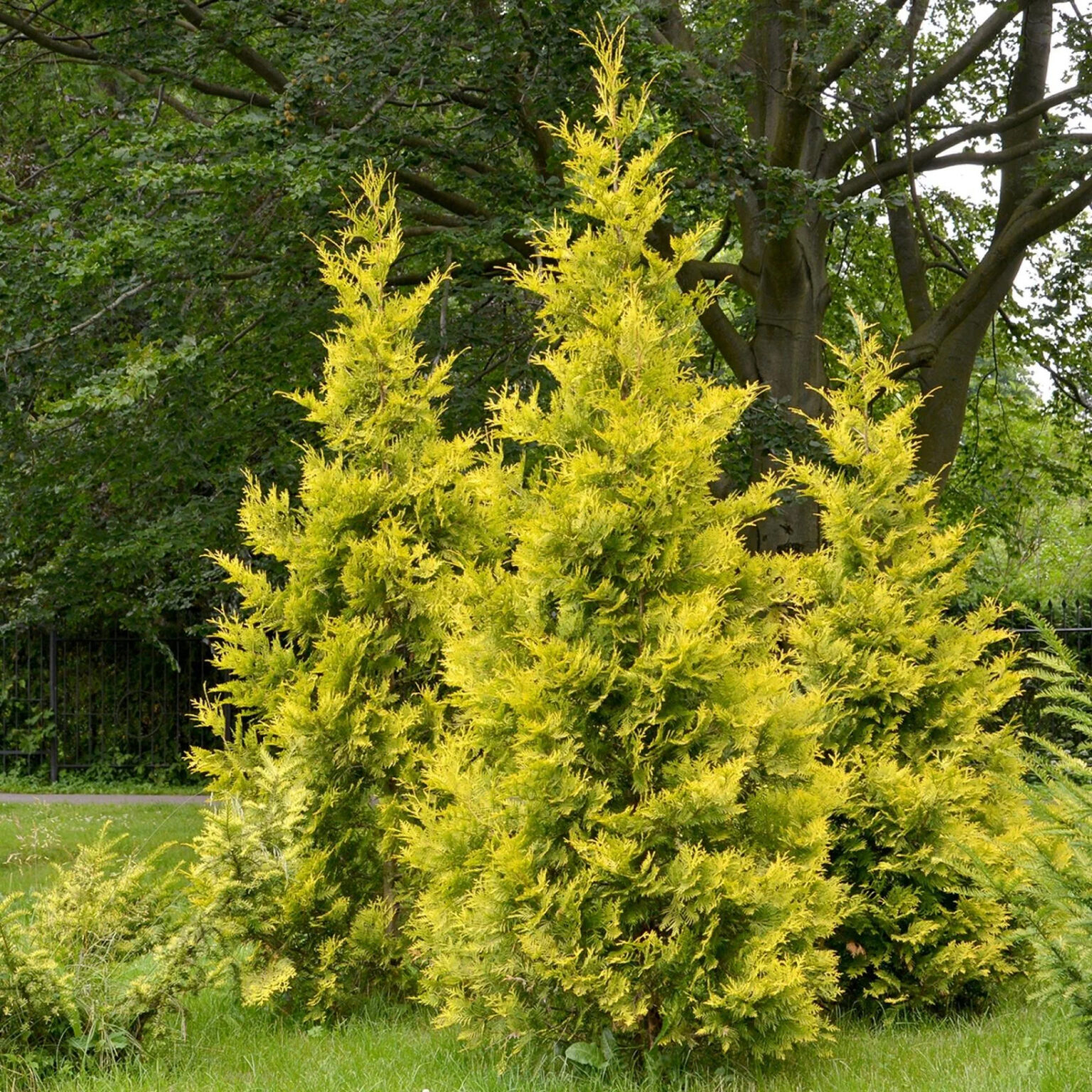 Thuja occidentalis "Salland"
