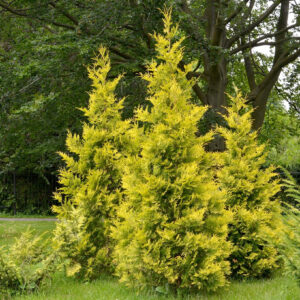 Thuja occidentalis "Salland"